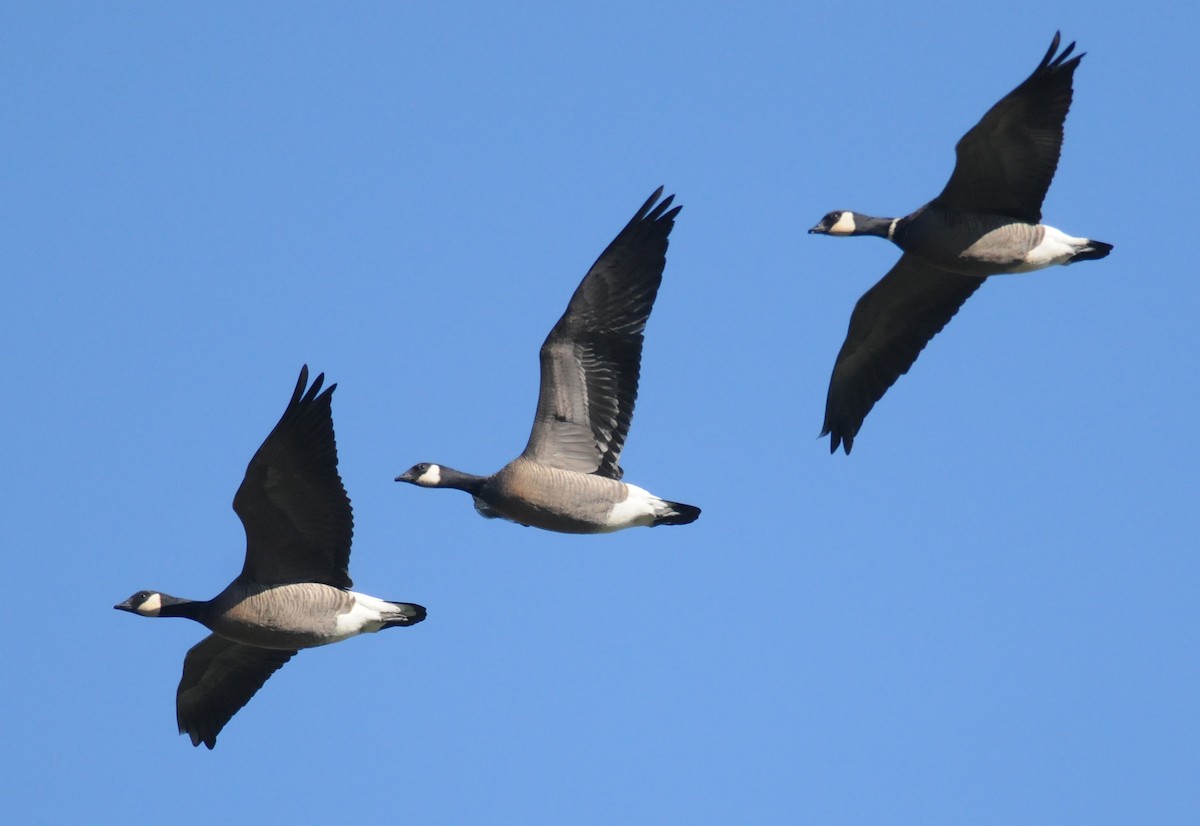 Cackling Goose (minima) - ML54136101