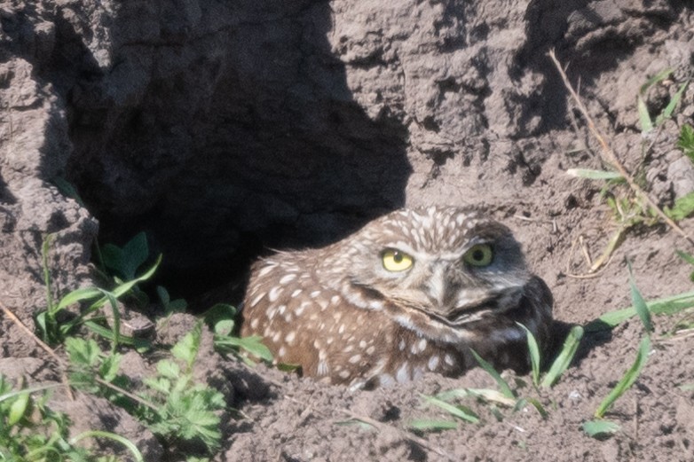 Burrowing Owl - ML541361311