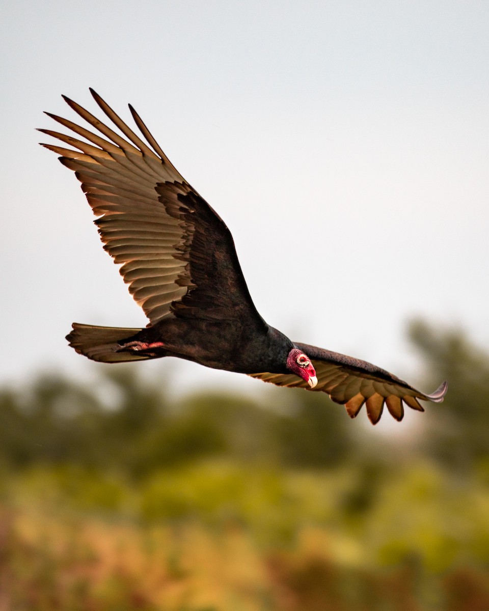 Turkey Vulture - Michael Aaron Keith