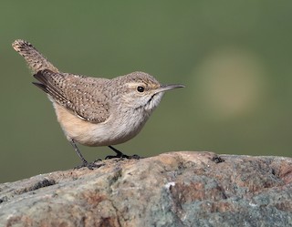 Rock Wren