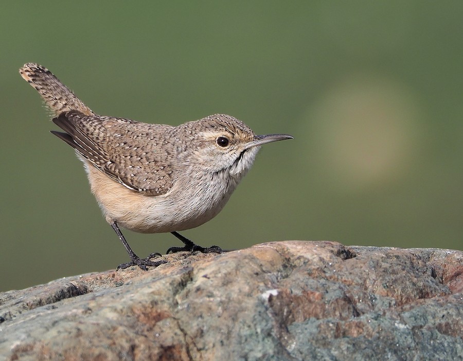 Rock Wren