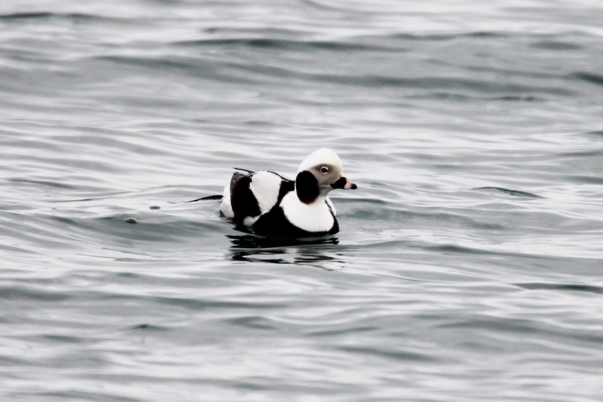 Long-tailed Duck - ML541367881