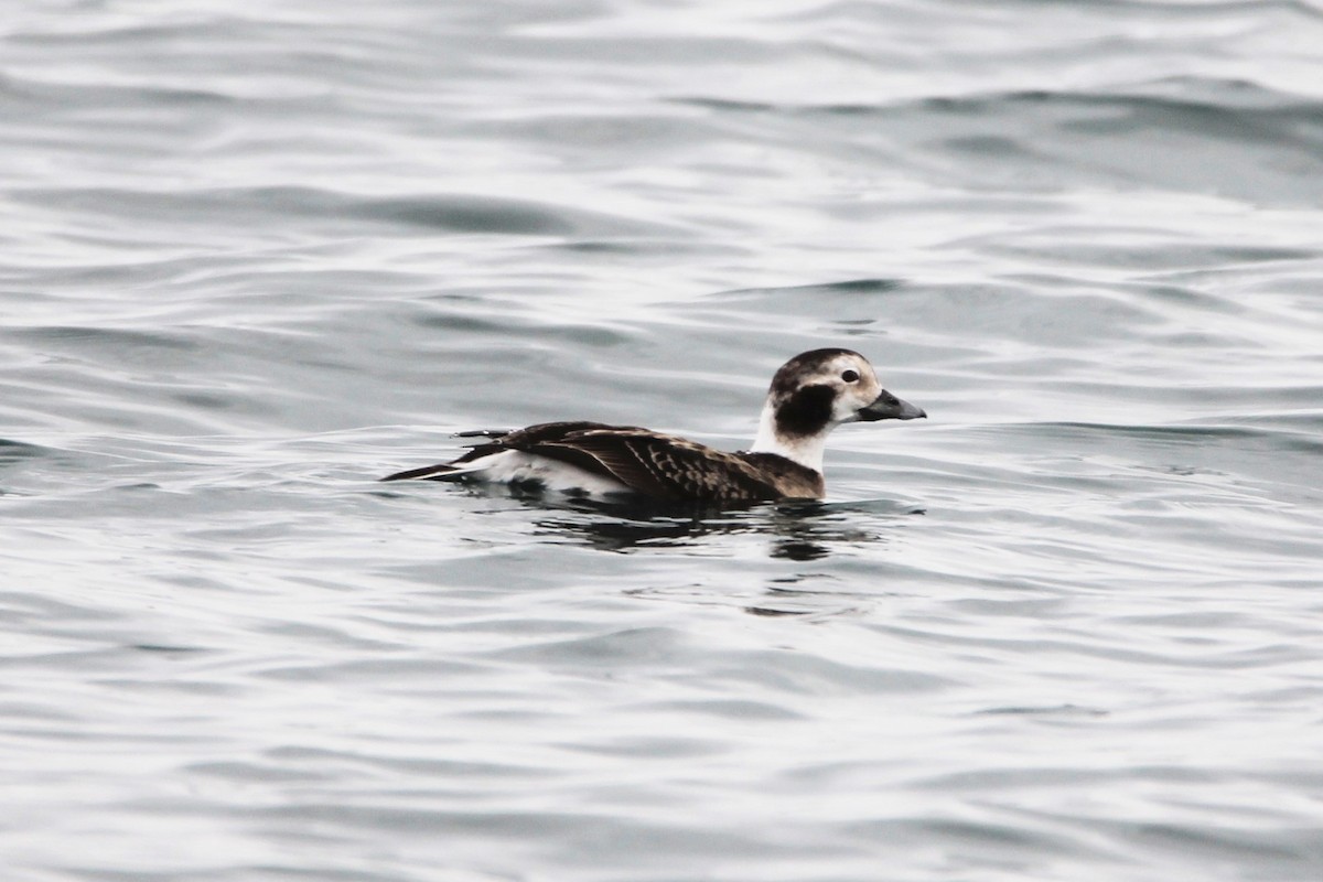 Long-tailed Duck - ML541367891