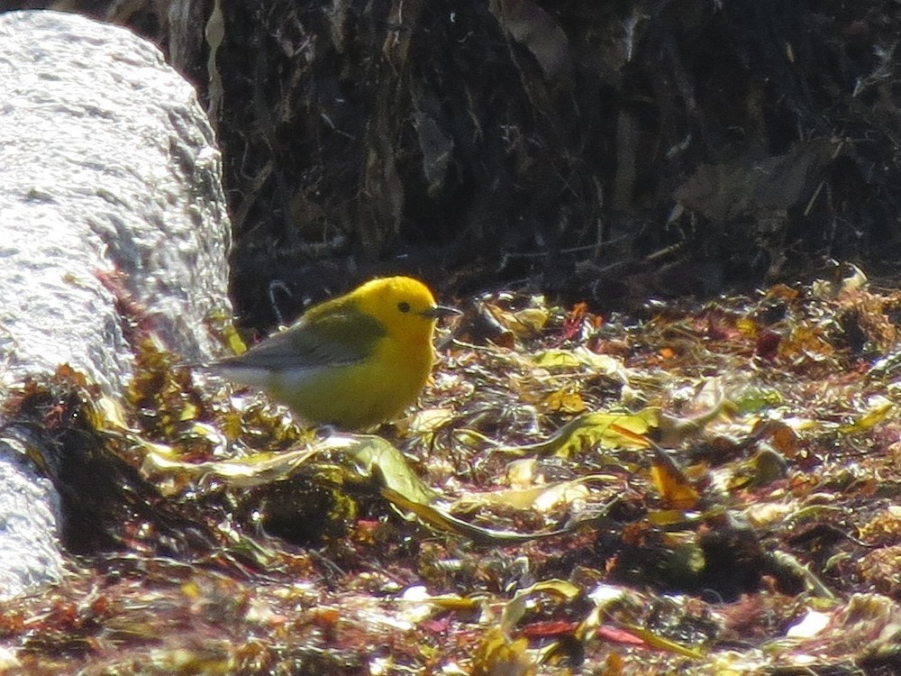 Prothonotary Warbler - b haley