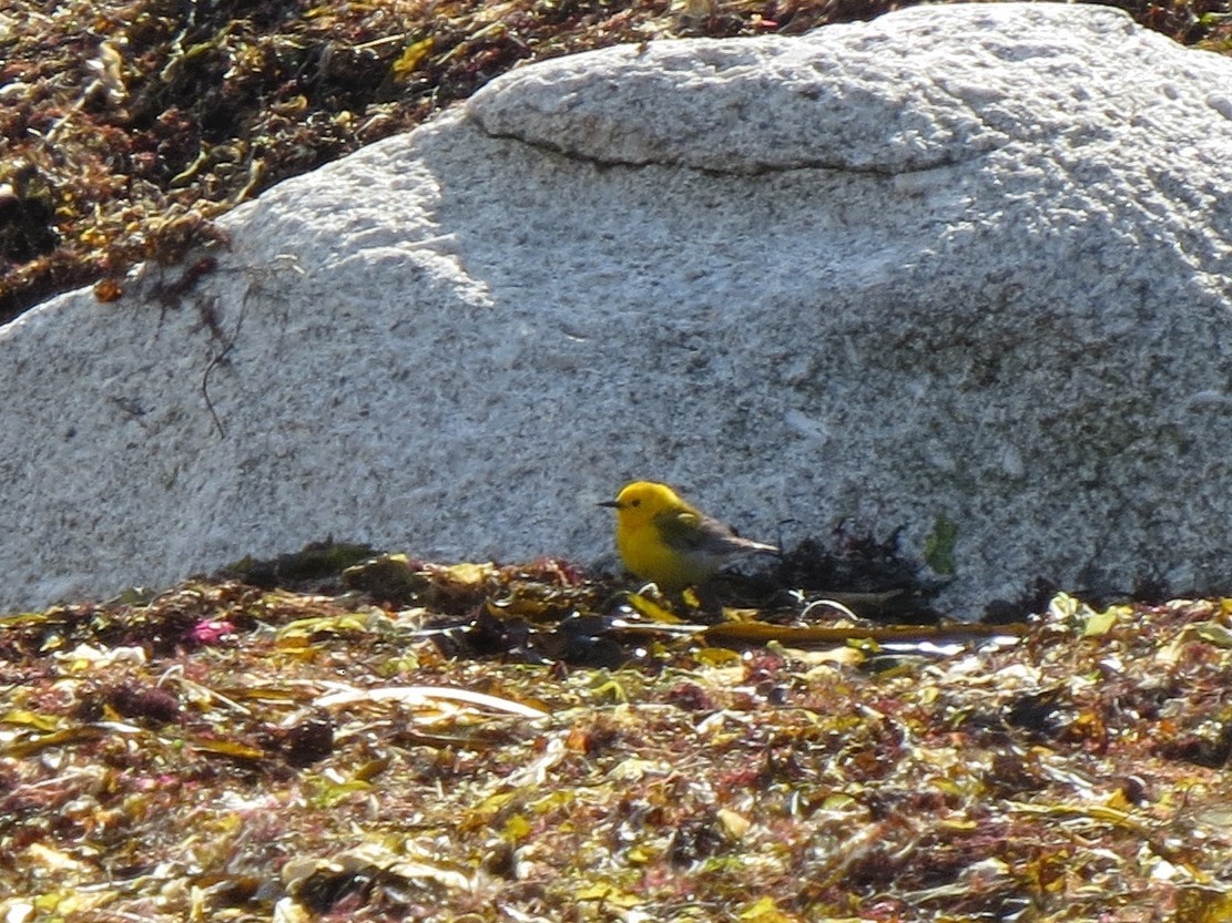 Prothonotary Warbler - ML54136901