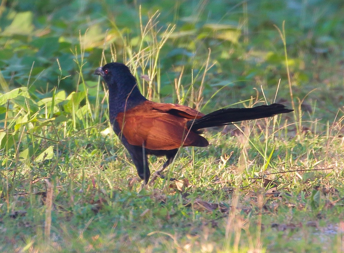 Greater Coucal - ML541373461