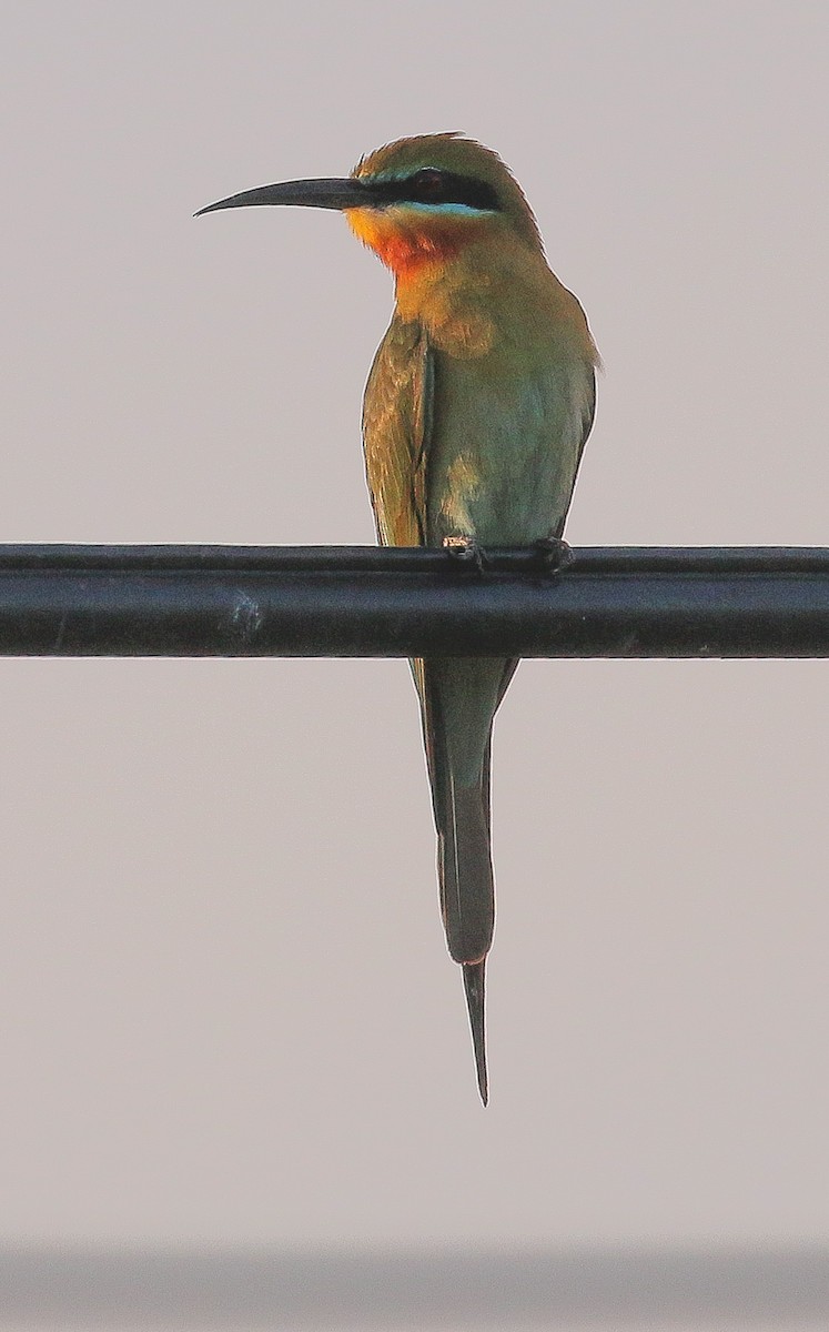 Blue-tailed Bee-eater - ML541374281