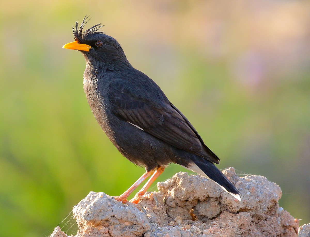 Great Myna - Neoh Hor Kee