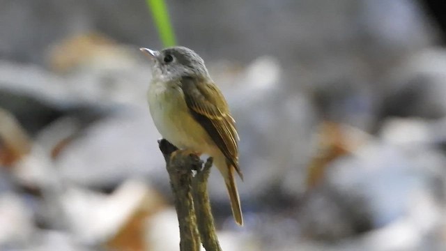 Brown-breasted Flycatcher - ML541375141