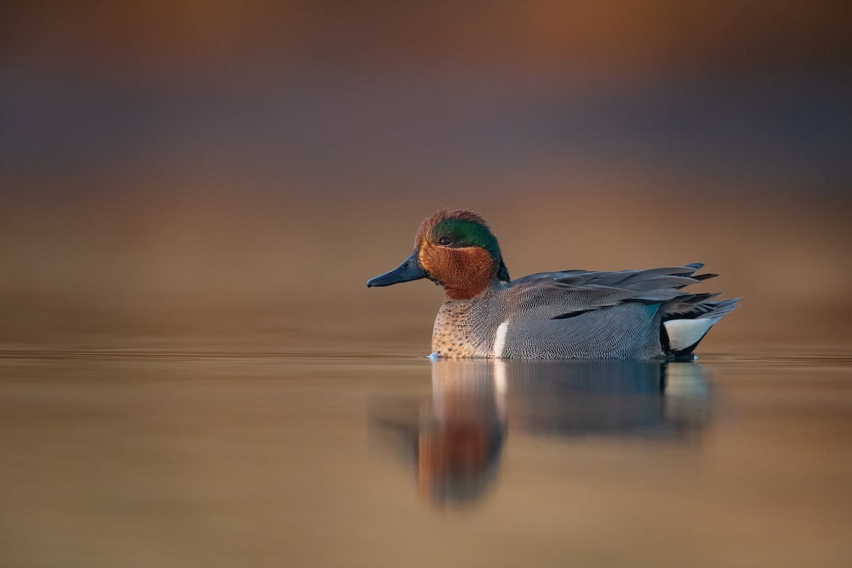 Green-winged Teal - ML541376561