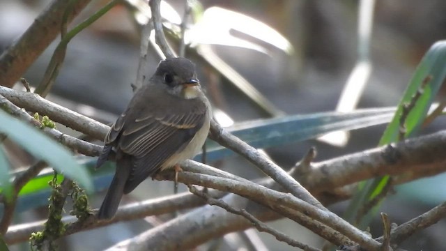 Brown-breasted Flycatcher - ML541377171