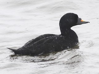  - Common Scoter