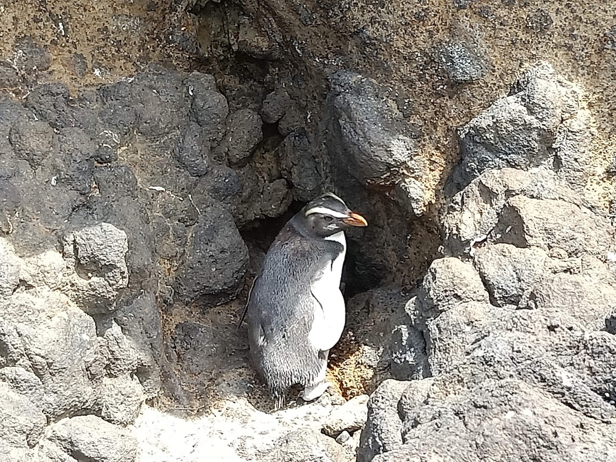 Fiordland Penguin - ML541398151