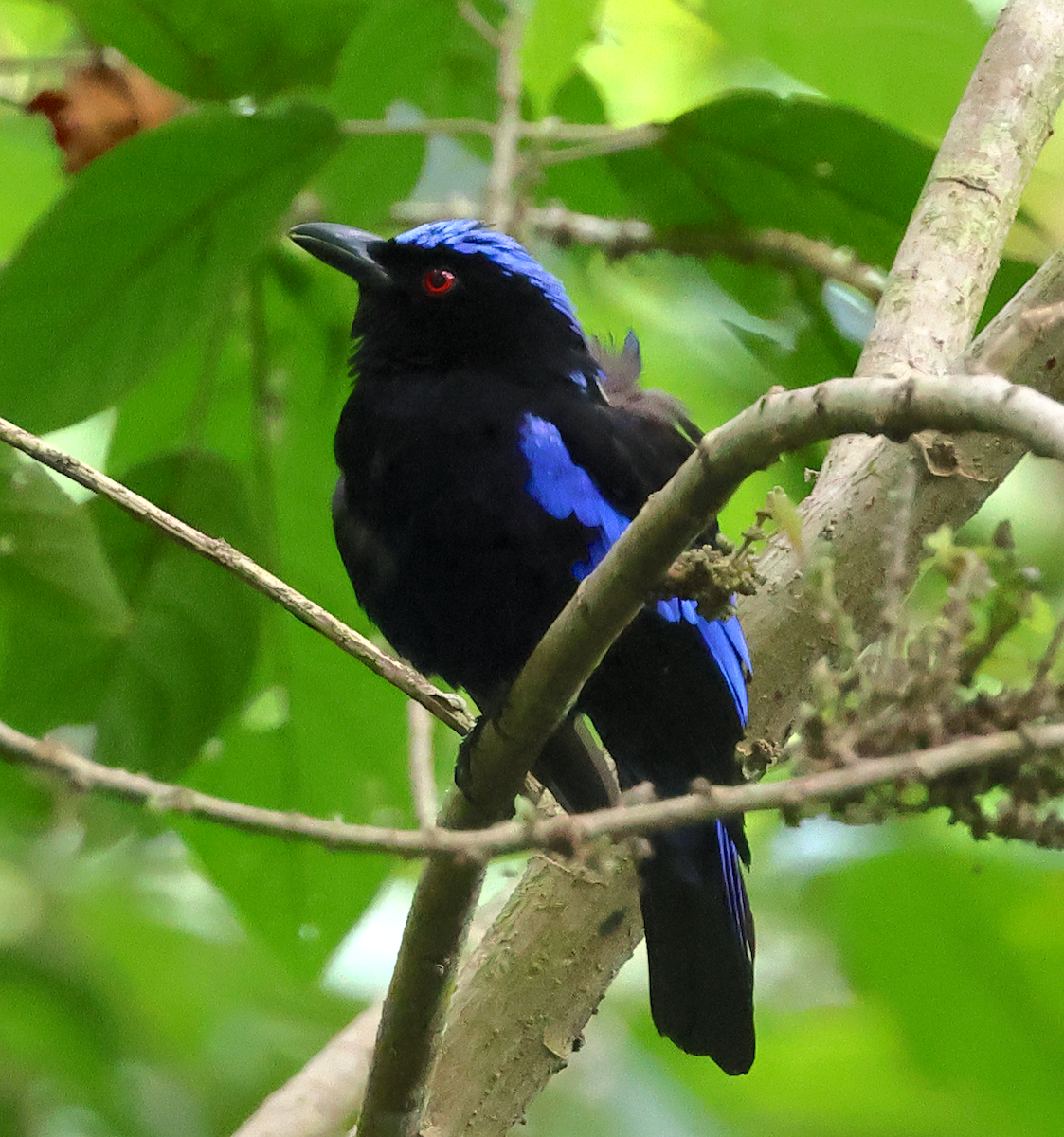 Philippine Fairy-bluebird - ML541398191