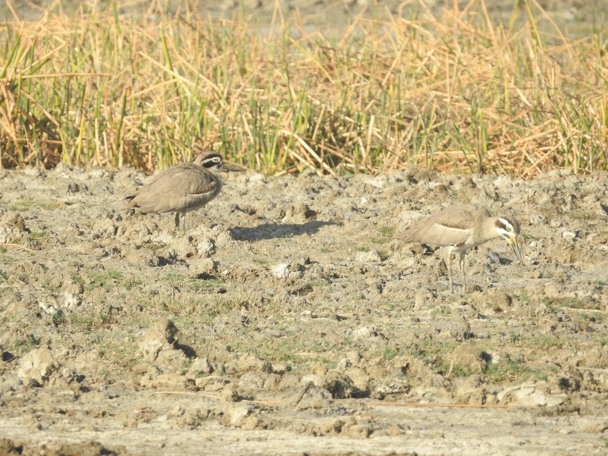 Great Thick-knee - ML541399651