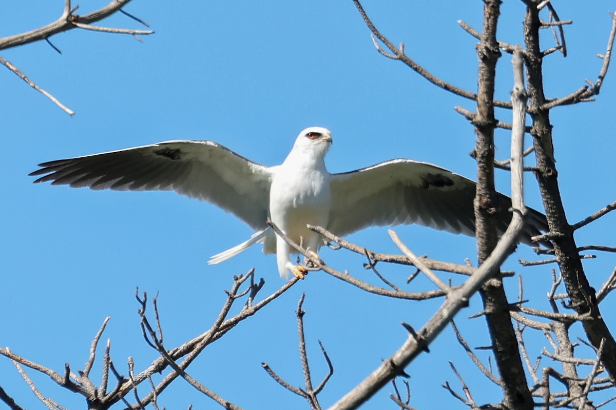 White-tailed Kite - ML541400431