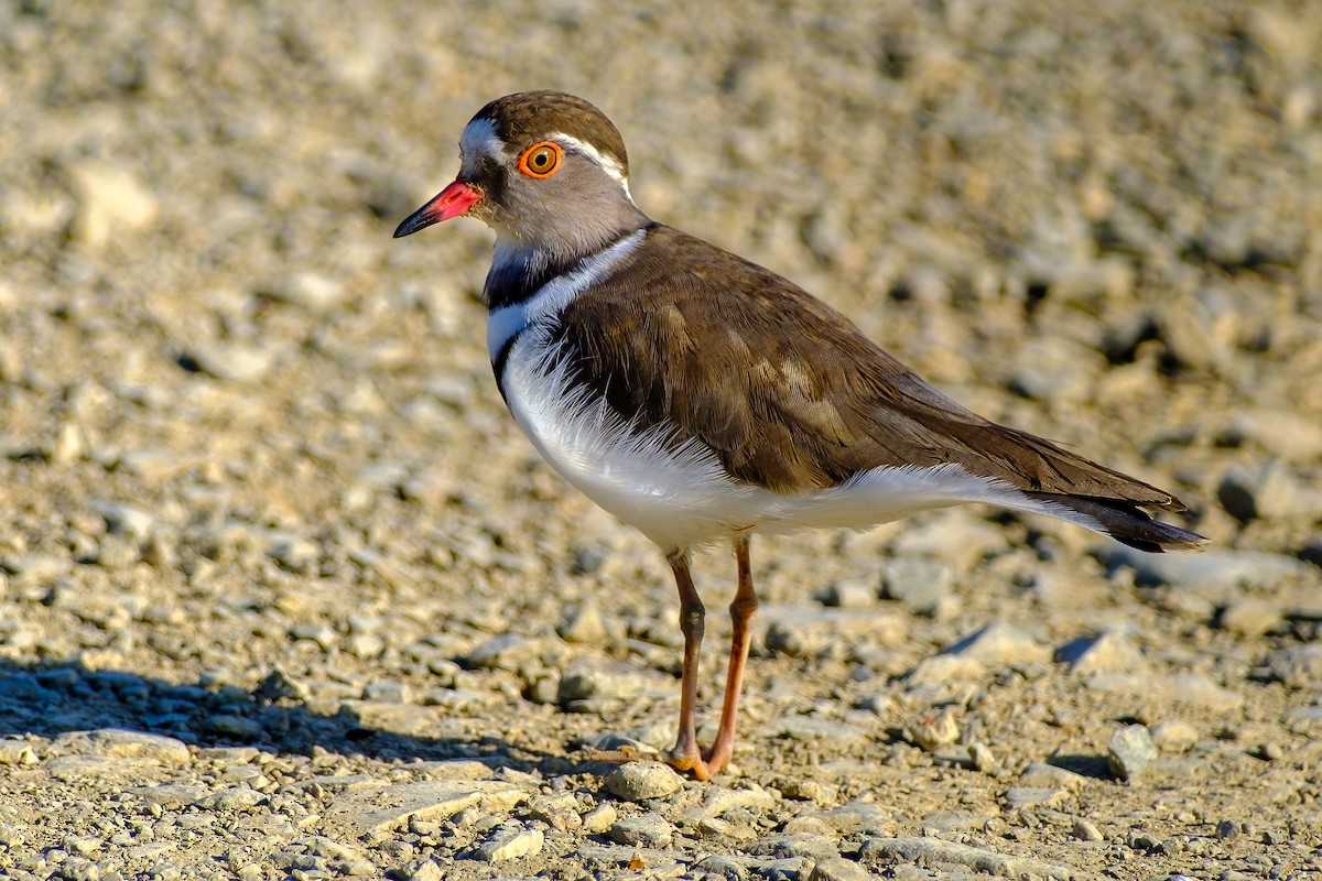 Three-banded Plover - ML541403551
