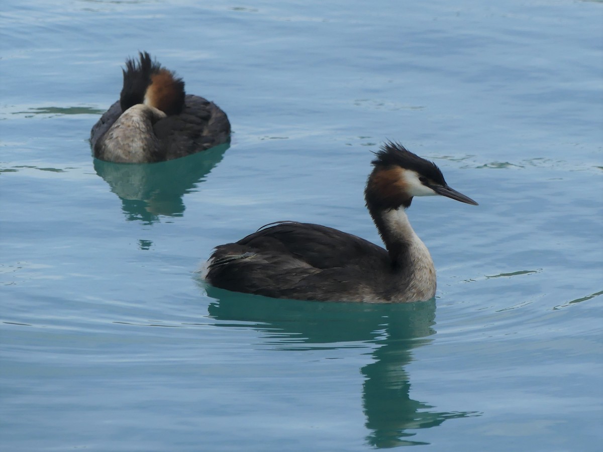 Great Crested Grebe - ML541405711