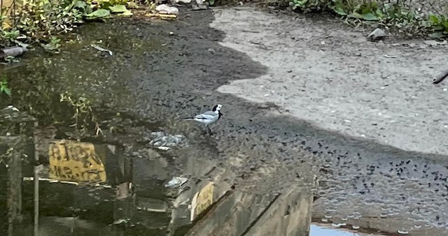 White Wagtail — photographed by Sayantan Ghosh