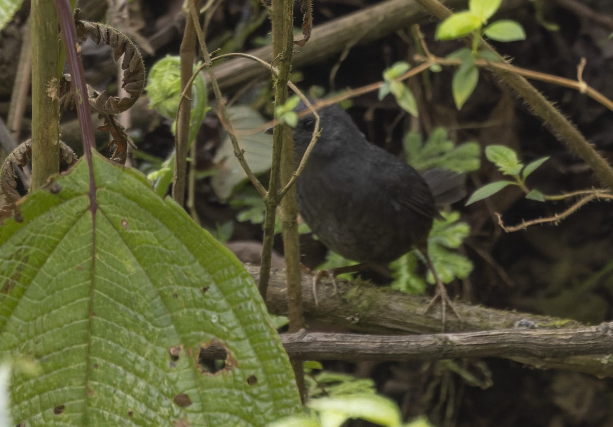 Trilling Tapaculo - Lars Petersson | My World of Bird Photography