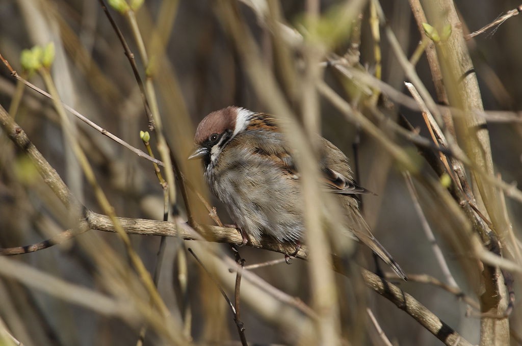 Eurasian Tree Sparrow - ML54140781