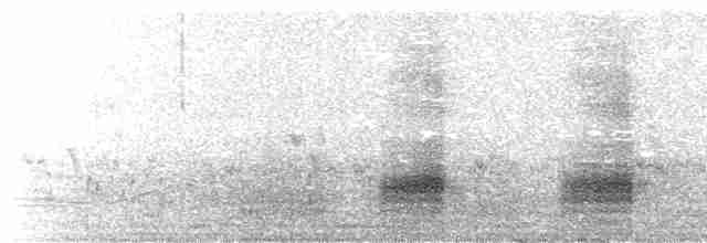  - Eastern Spot-billed Duck