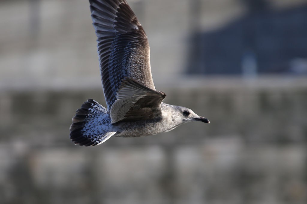 Herring Gull (European) - ML54141011