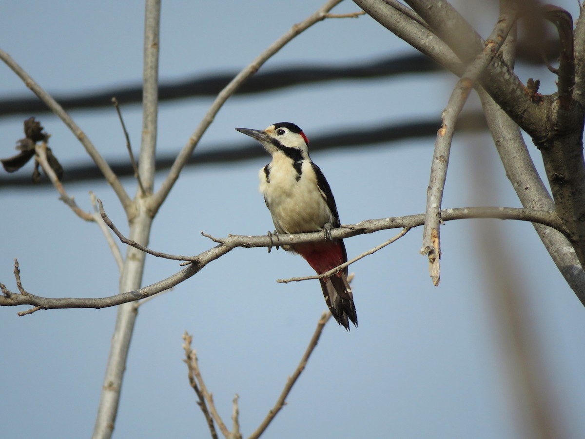 Syrian Woodpecker - ML541410971