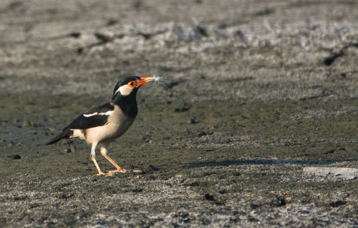 Indian Pied Starling - ML541411571