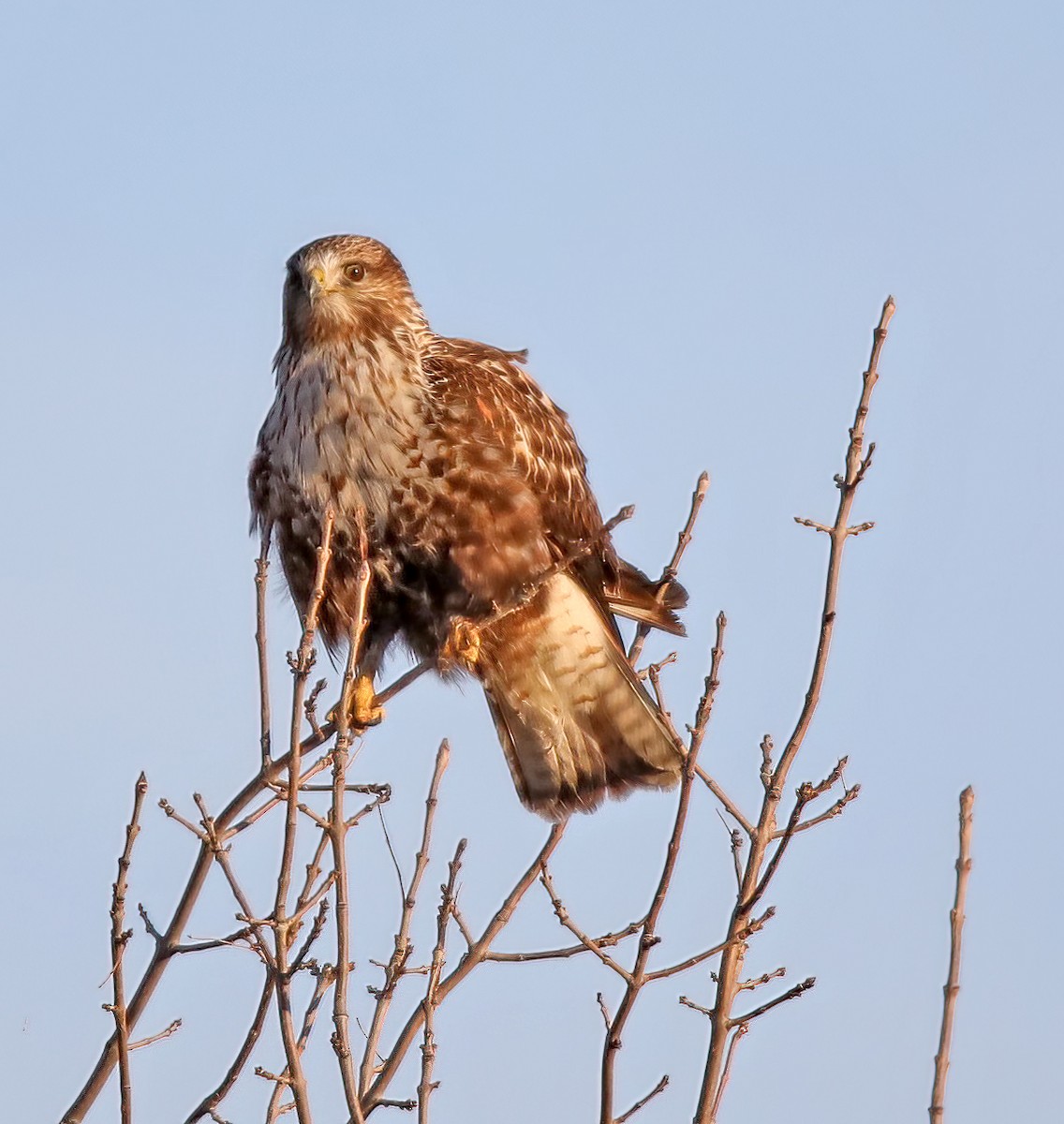 Red-tailed x Rough-legged Hawk (hybrid) - ML541411891