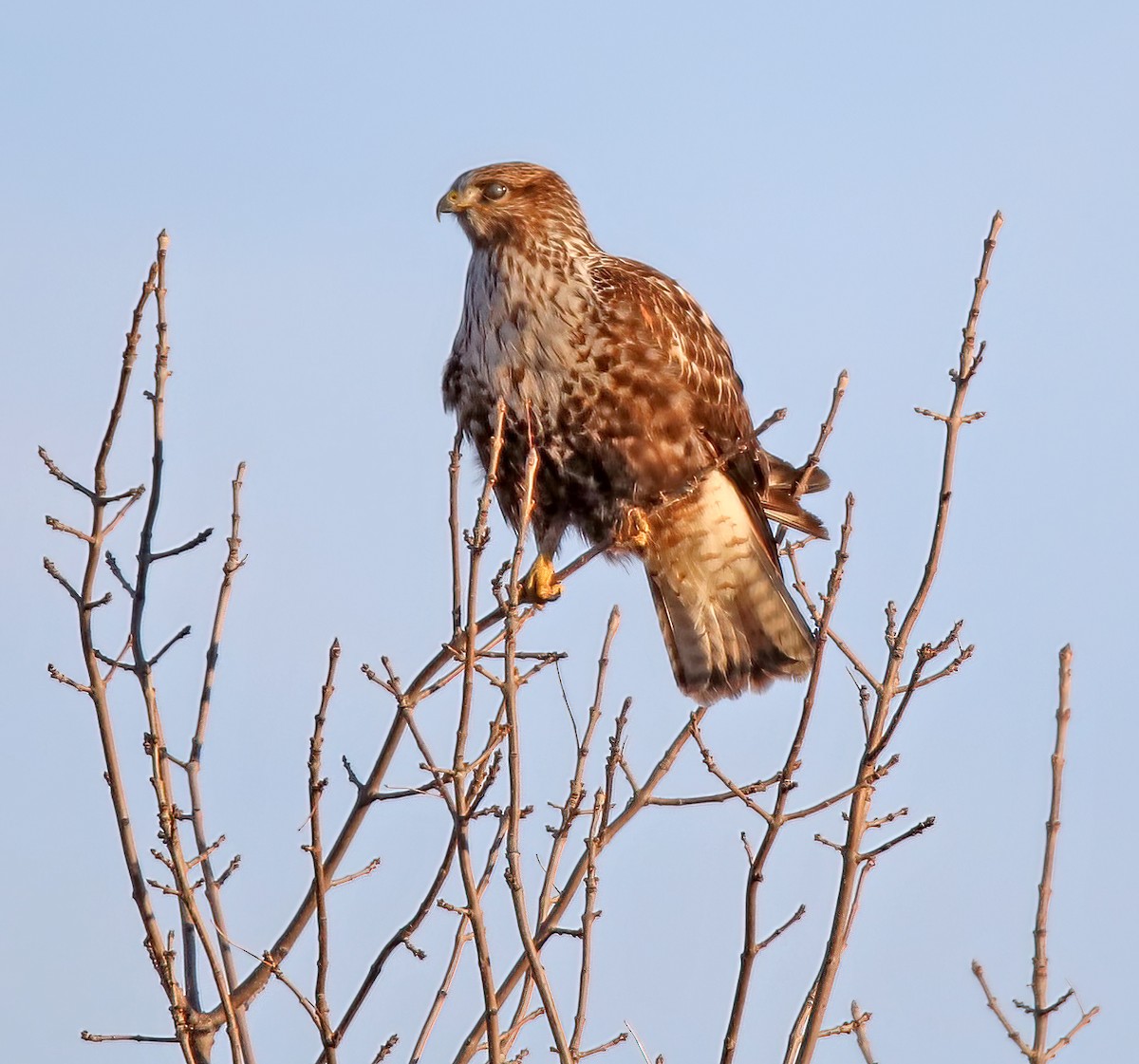 Red-tailed x Rough-legged Hawk (hybrid) - ML541411901