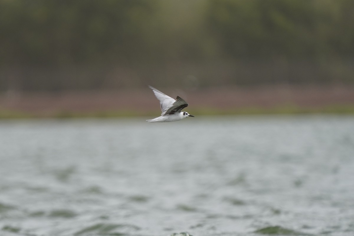 White-winged Tern - ML541412001