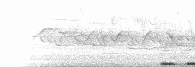  - Oriental Turtle-Dove