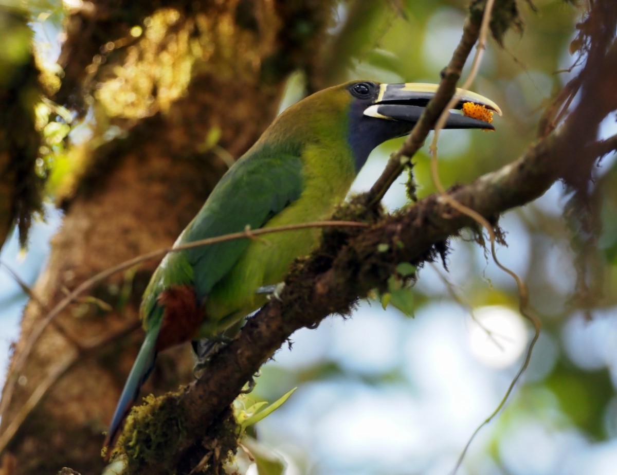 Northern Emerald-Toucanet (Blue-throated) - ML541415351
