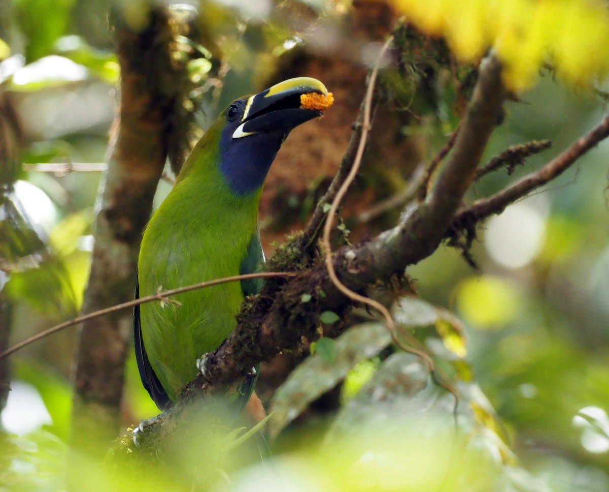 Northern Emerald-Toucanet (Blue-throated) - ML541415371