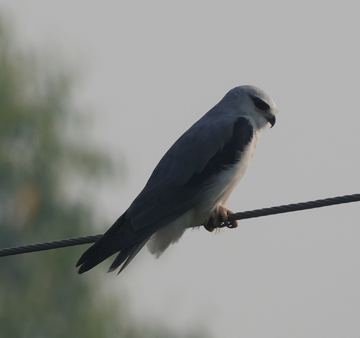 Black-winged Kite - Stray Feather