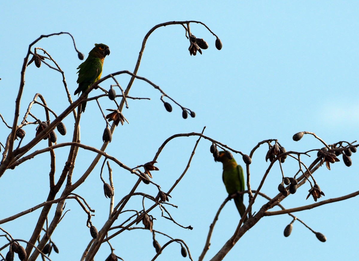 Brown-throated Parakeet (Veraguas) - Simon RB Thompson