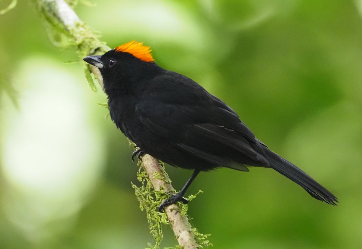 Tawny-crested Tanager - Simon RB Thompson