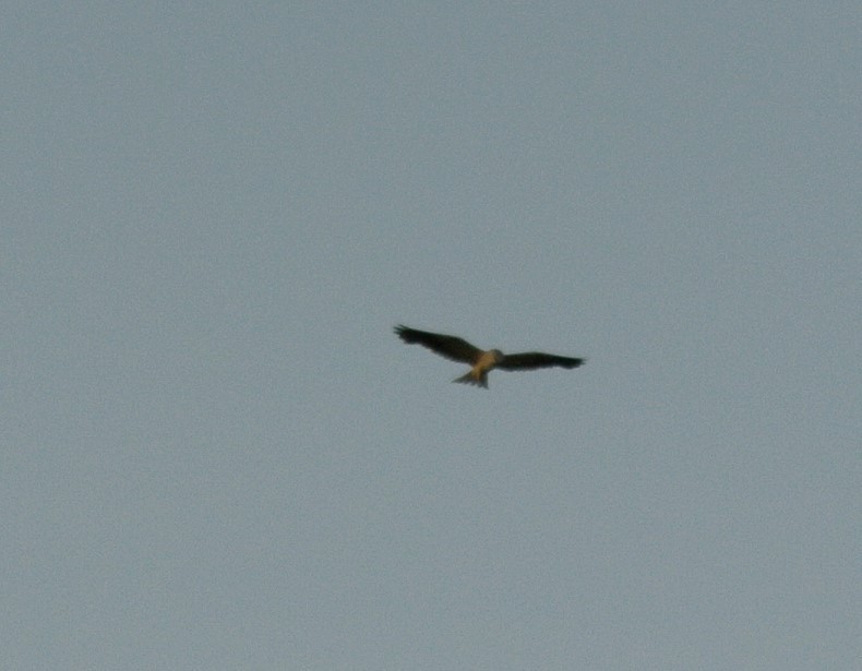 Black-winged Kite - ML541422051