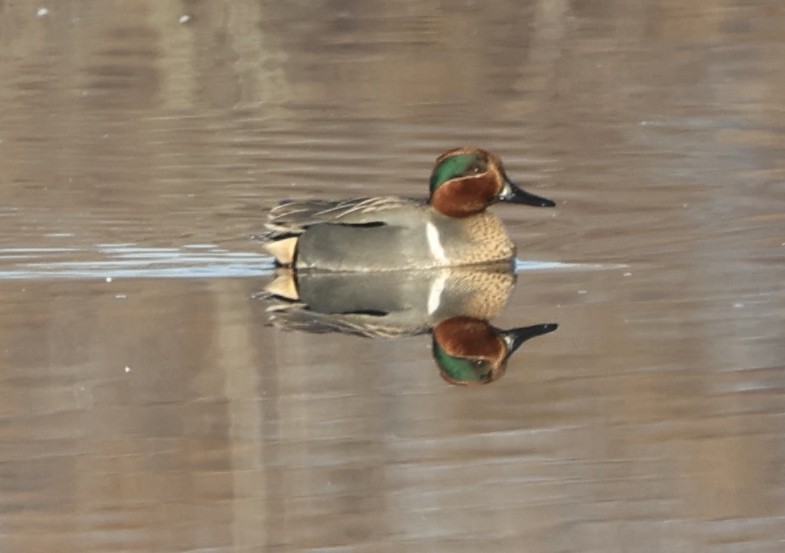 Green-winged Teal - ML541428371