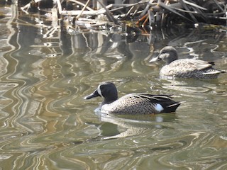 Blue-winged Teal, ML54143121