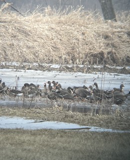 Greater White-fronted Goose, ML541432001