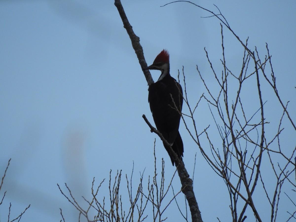 Pileated Woodpecker - ML54143201