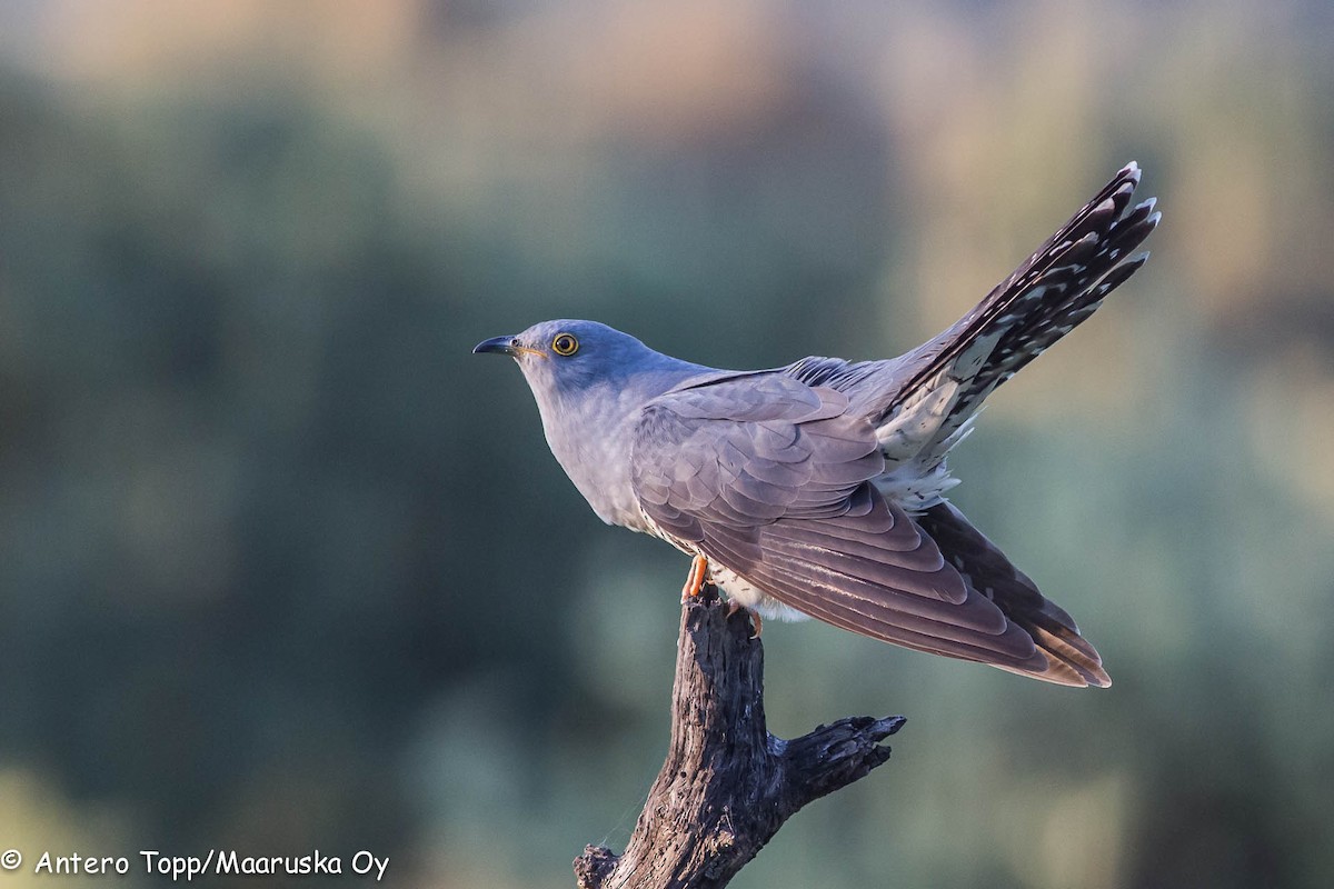 Common Cuckoo - Antero Topp