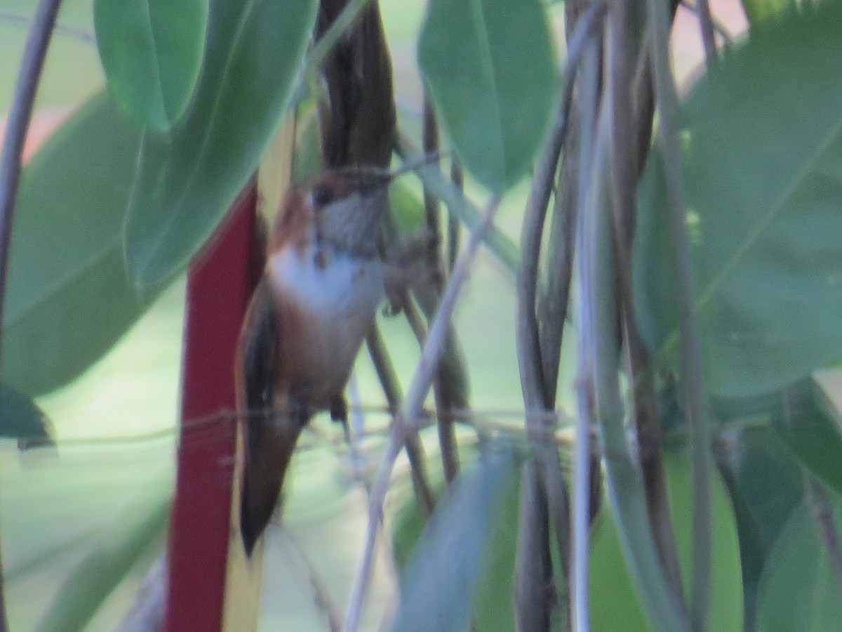 Rufous Hummingbird - ML541440201
