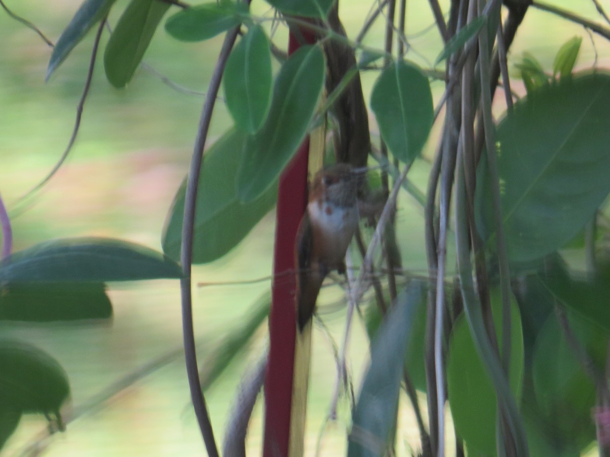 Rufous Hummingbird - ML541440211