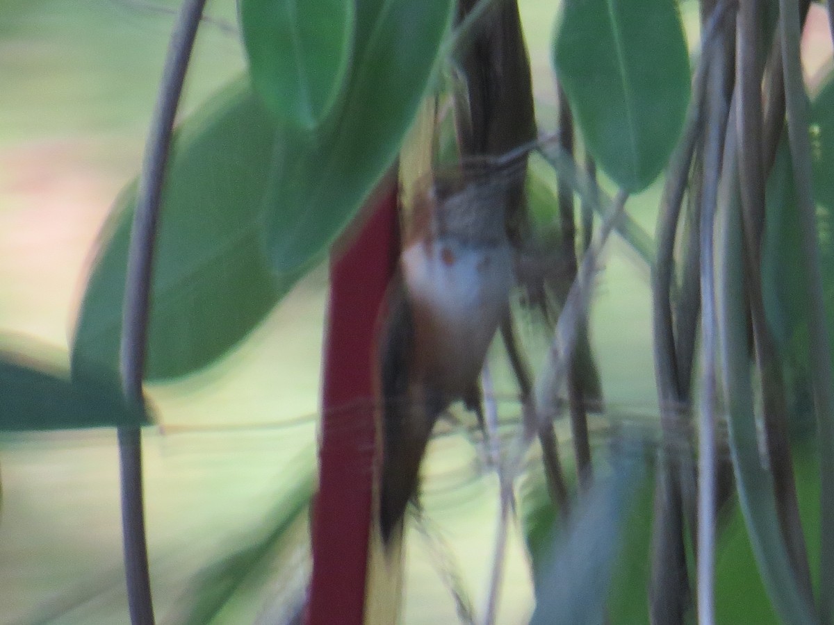 Rufous Hummingbird - ML541440221