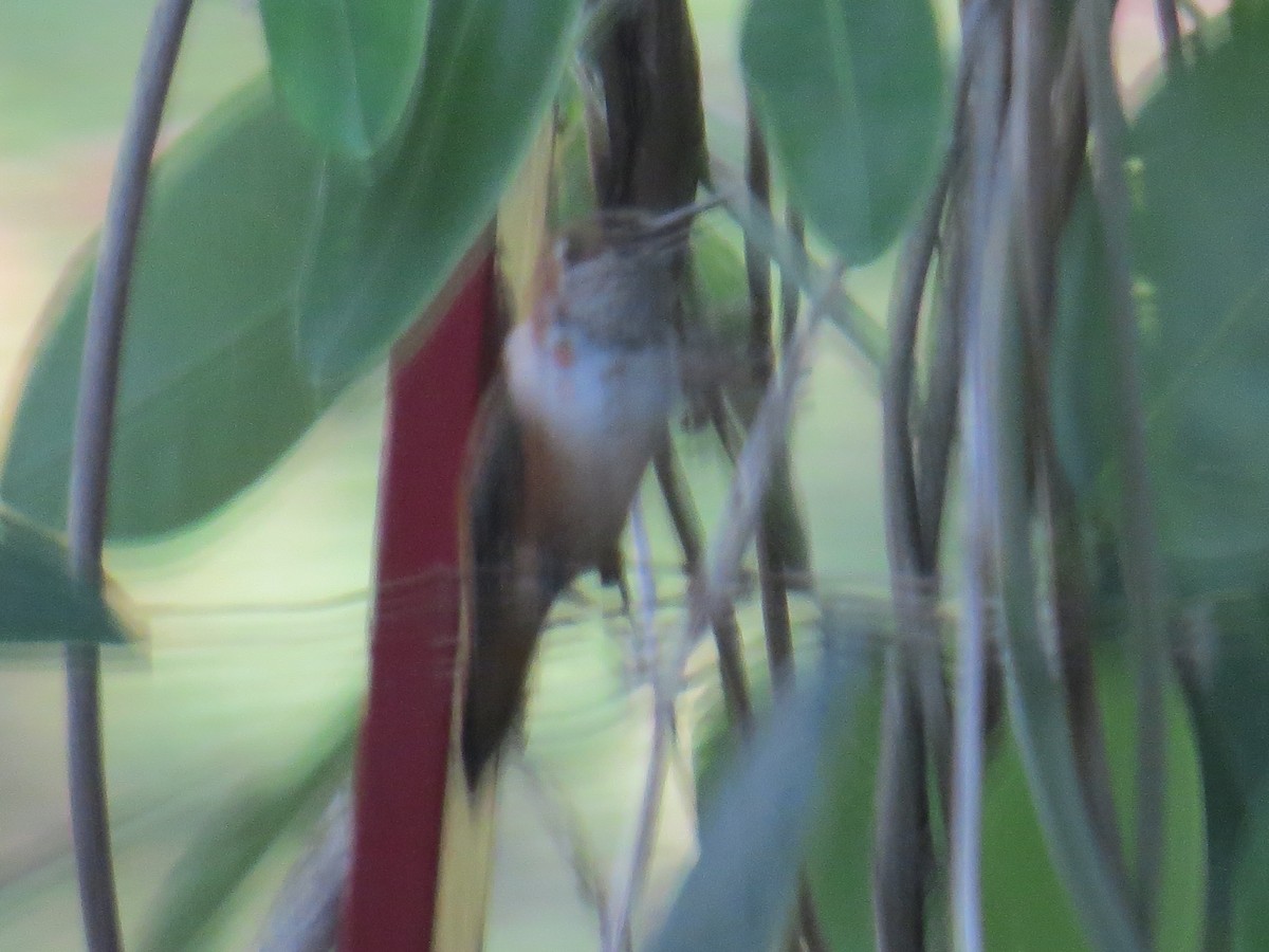 Rufous Hummingbird - ML541440231