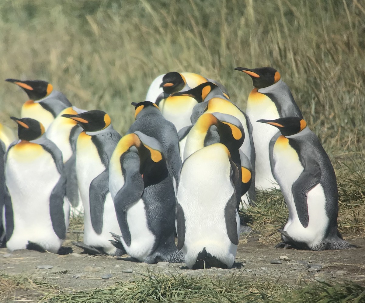 tučňák patagonský - ML541443431