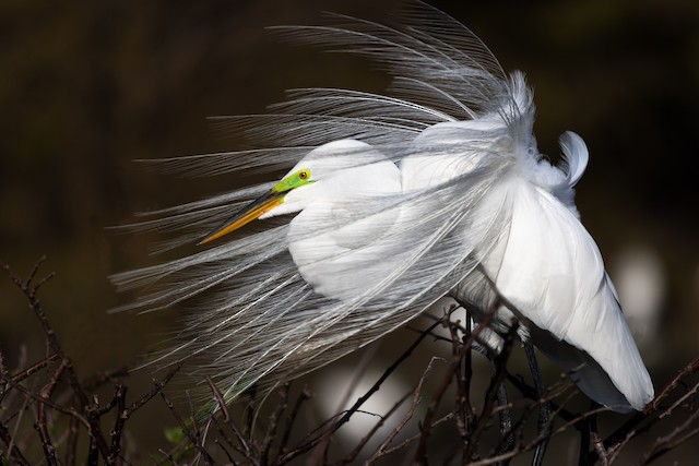 Great Egret Identification, All About Birds, Cornell Lab of Ornithology